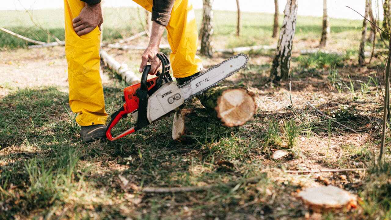 Residential Tree Removal in Manasota Key, FL